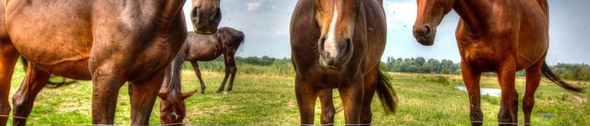 Paardensport